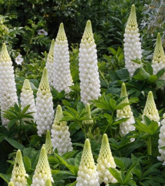 Lupinus polyphyllus 'White Shades'